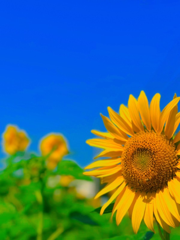 ～スタッフブログ～【ひまわり畑🌻】サムネイル